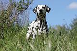 DALMATIEN 058